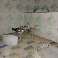 جوجه لاری افغان