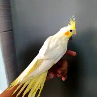 سه عدد جوجه عروس هلندی لوتینو نرمخور