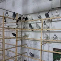 کبوتر پرشی.پرنده زینتی. پرنده سرای طوقی