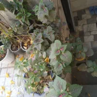 گل مختلف|گل و گیاه طبیعی|زنجان, |دیوار