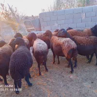 میش افشاری سرخ