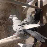 ۲۰ تا کفتر غریب گیری فروش یا معاوضه