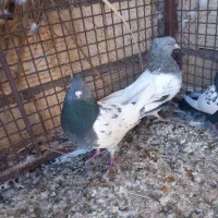 کفتر|پرنده|بم, |دیوار