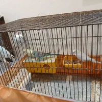 پنج عدد مرغ عشق همراه با قفس و متعلقات