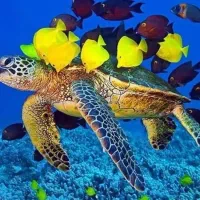 کیش و قشم تفریح و خرید ارزان* مشهد* زیارت