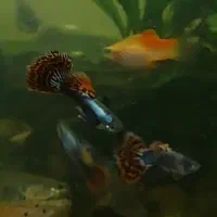 گوپی پوست ماری ، رد اسکارت|ماهی|رشت, کاکتوس|دیوار