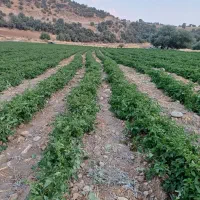 ازمین-اجاره-ی