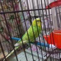 مرغ عشق نر|پرنده|اردبیل, |دیوار