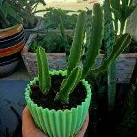 نخل مرداب،استاپیلیا،سانسوریا پاکوتاه