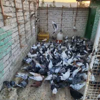 دسته پلاکی جوجه های یک ساله|پرنده|سیدان, |دیوار