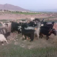 فروش|حیوانات مزرعه|کر, |دیوار