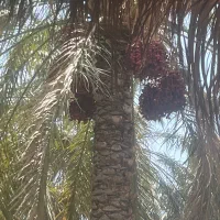 اجاره باغ امیر آباد