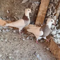 طوقی|پرنده|حمیدیا, |دیوار