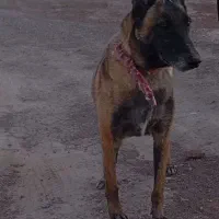 ماده مالینویز|سگ|رفسنجان, |دیوار