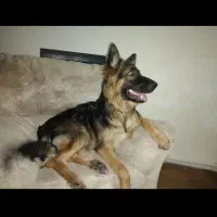 سگ ژرمن گمشده