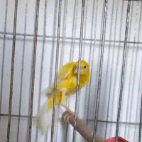 قناری خانگی یسر