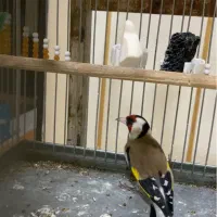 دو عدد سهره درجه یک.معاوضه با قناری خوب اورجینال .