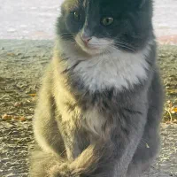 گربه|گربه|اردکان, |دیوار