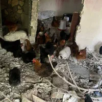 مرغ تخمکزار|حیوانات مزرعه|مشهد, ویلاشهر|دیوار