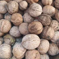 گردو بادام|حراج|لردگان, |دیوار