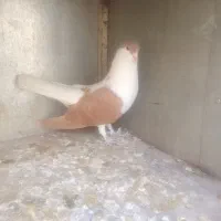 کفتر ساده|پرنده|مشهد, نیزه|دیوار