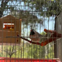 فنچ کراواتی