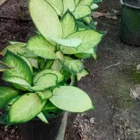 تعدادی گل دیفن باخیا قیمت توافقی