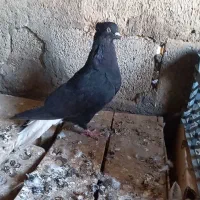 ماده اشعل معاوضه باماده قهوایی