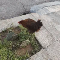 مرغ تخمگذار|حیوانات مزرعه|امیدیه, |دیوار