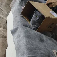 گربه اسکاتیش بلو