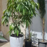 امستل کینگ دو بوته