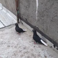 کبوتر زاغ دم سفید جوان