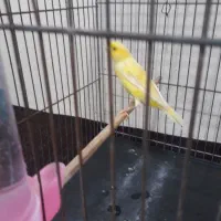 قناری ماده|پرنده|اردبیل, |دیوار