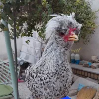 خروس سلطان جوان