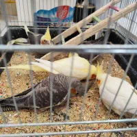 فروش شیش عددعروس باهم|پرنده|اهواز, شهرک اکباتان|دیوار