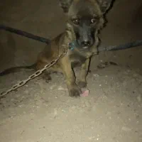 واگذغری ماده پاکوتاه|سگ|بم, |دیوار