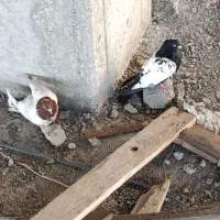 کبوتر|پرنده|تبریز, |دیوار