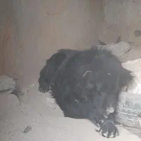 واگذاری یک عدد توله ۱ساله