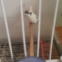 قناری.مرغ عشق