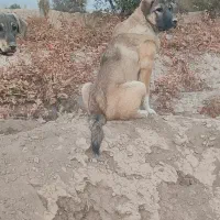 طلا|حیوانات|ملکان, |دیوار