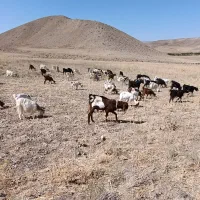بزغاله ماده