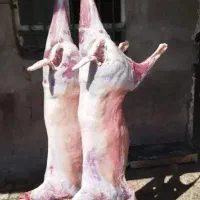 قصاب در محل|خدمات پذیرایی، مراسم|رباط‌کریم, رباط‌کریم|دیوار