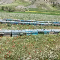 عسل بهاره با جواب آزمایشگاه