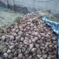 چغندر گاوی|حراج|نیشابور, خط کاشمر|دیوار