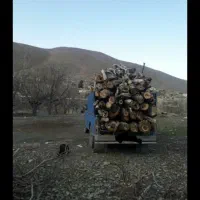 هرس کردن درختان وخرید درختان شما بابالاترین قیمت