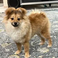 سگ پامر خرسی