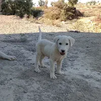 با سلام خسته نباشید یک عدد توله سگ افغان|سگ|هامون, |دیوار