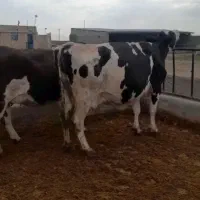 گاو سیمینتال هلشتاین