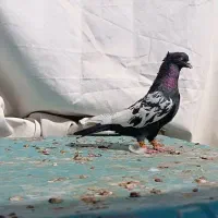 کفتر سینه سیاه|پرنده|داراب, |دیوار