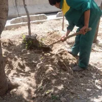 هرس درخت و درختچه باغبانی